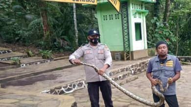 Photo of Polsek Bayan Temukan Ular Piton Senjang Tiga Meter di Kembalikan Ke Habitatnya