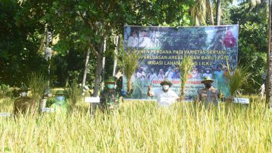 Photo of Bupati Lombok Utara Panen Perdana Padi Varietas Sertani di Desa Segara Katon