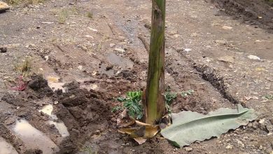 Photo of Puluhan Tahun Jalan Dusun Sengiang Menuju Batu Jompang Lombok Utara Belum Tersentuh Aspal Warga Tanam Pohon Pisang