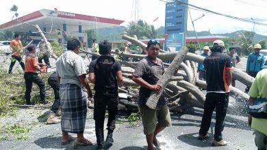 Photo of Akibat Angin Kencang Di Desa Jenggala Pengendara Motor Tertimpa Pohon Tumbang