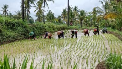 Photo of Musim Tanam Tiba, Pemdes Jembatani Petani Dapatkan Pupuk Subsidi