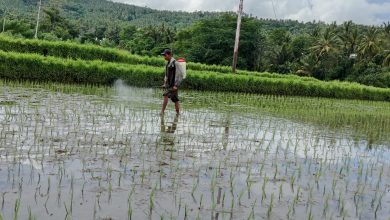 Photo of Pemdes Bentek Pinjamkan Bibit Ke Para Petani